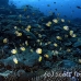 butterflyfish_blacklip_sen_np_h_0034_bal3454.jpg